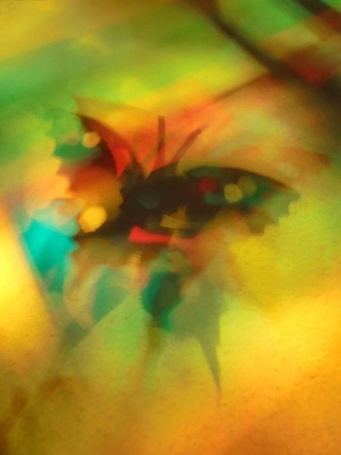 I colori della biodiversità -2017