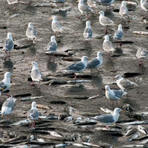 USA. Alaska 1/3. Forme di vita