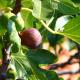 Les figues