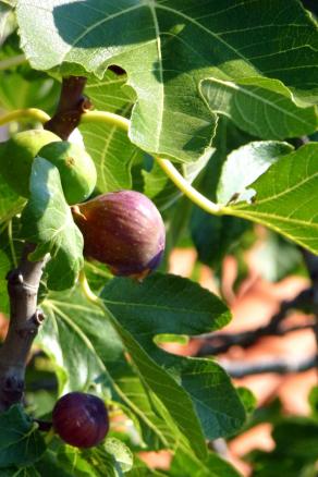 Les figues