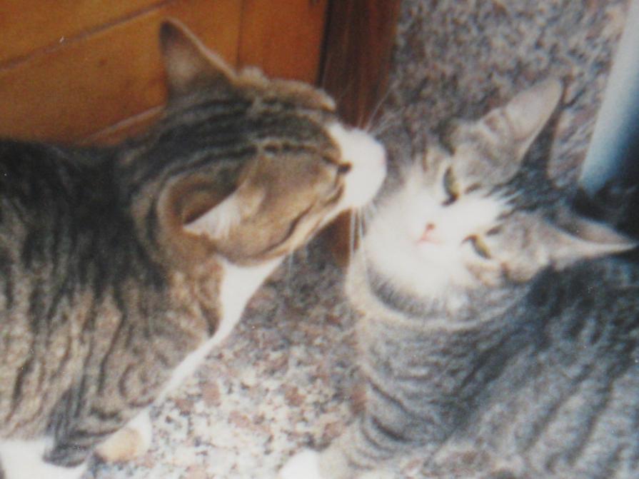 IL BACIO DEL MATTINO