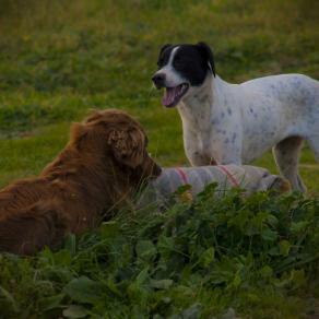 Non ci resta Più NienTe da Mangiare