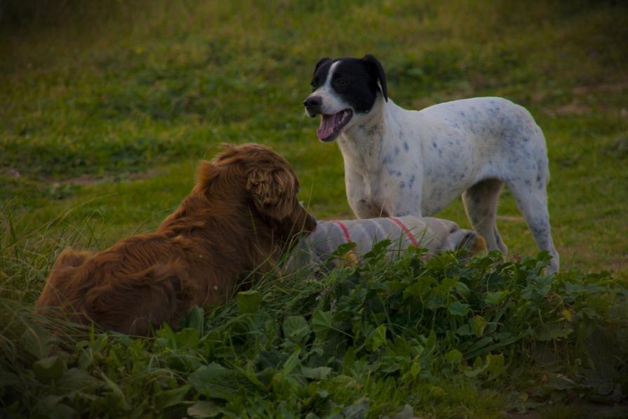 Non ci resta Più NienTe da Mangiare Non ci resta Più NienTe da Mangiare