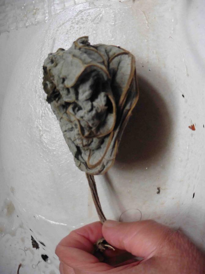 For Virgin in Paradise 