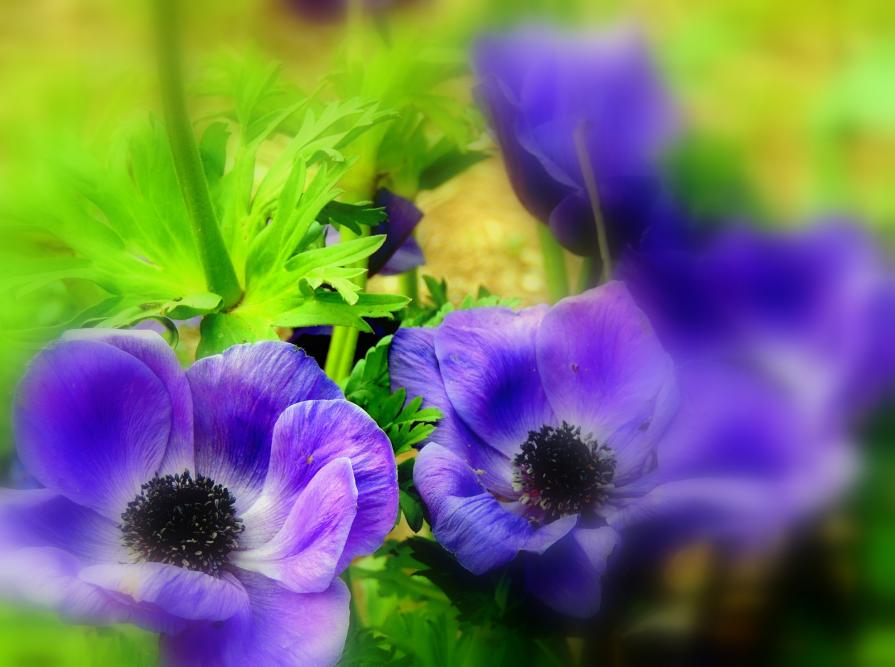 Blue Marigold (  Anemone Coronaria )  @ 2015