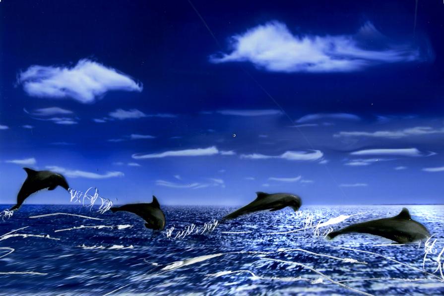 il delfino è l'animale che unisce il cielo alla terra.