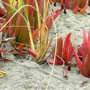 Argentina. Patagonia