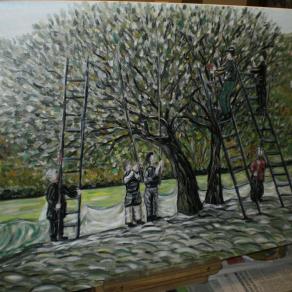 La raccolta delle olive