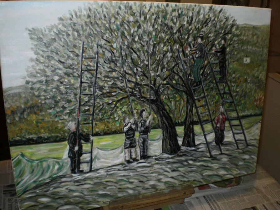 La raccolta delle olive