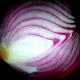 Onion 