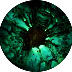 Enrico Magnani, Searching the Unknown. The Dark Matter Collection