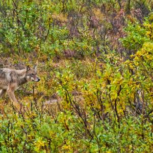USA. Alaska 1/3. Forme di vita