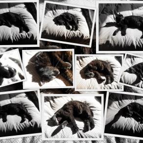 Quelle vie de chat !