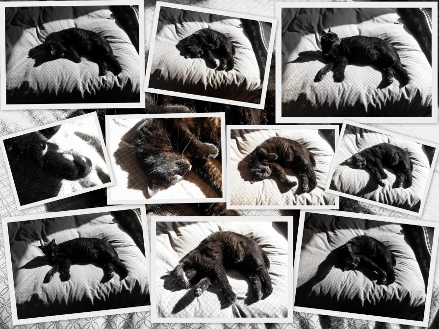 Quelle vie de chat !