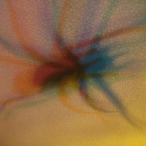 I colori della biodiversità -2015