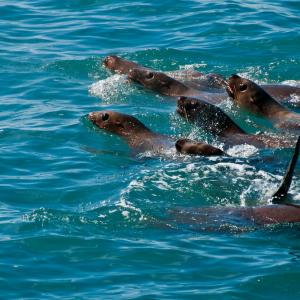 USA. Alaska 1/3. Forme di vita