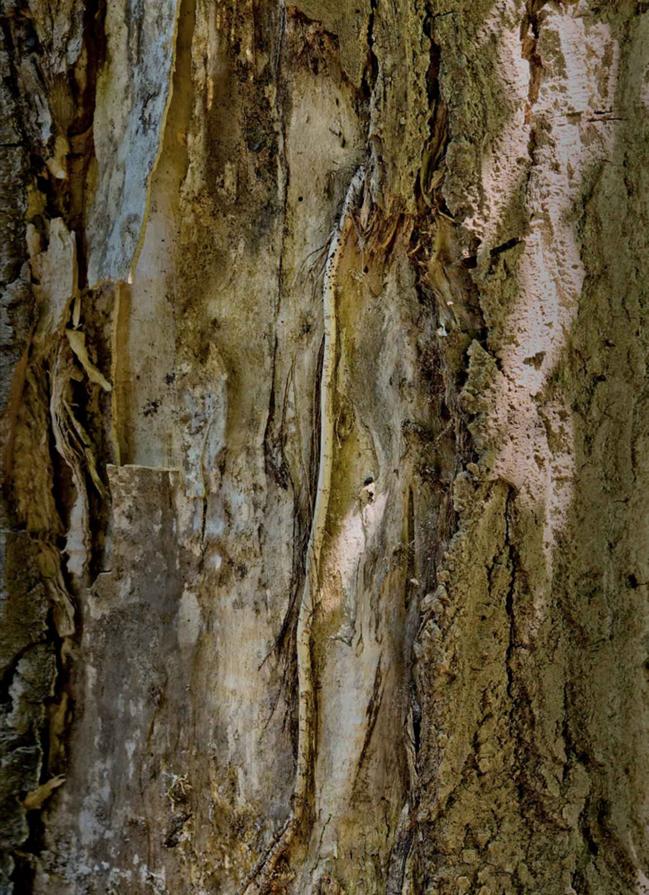 Dryads - tree spirits.