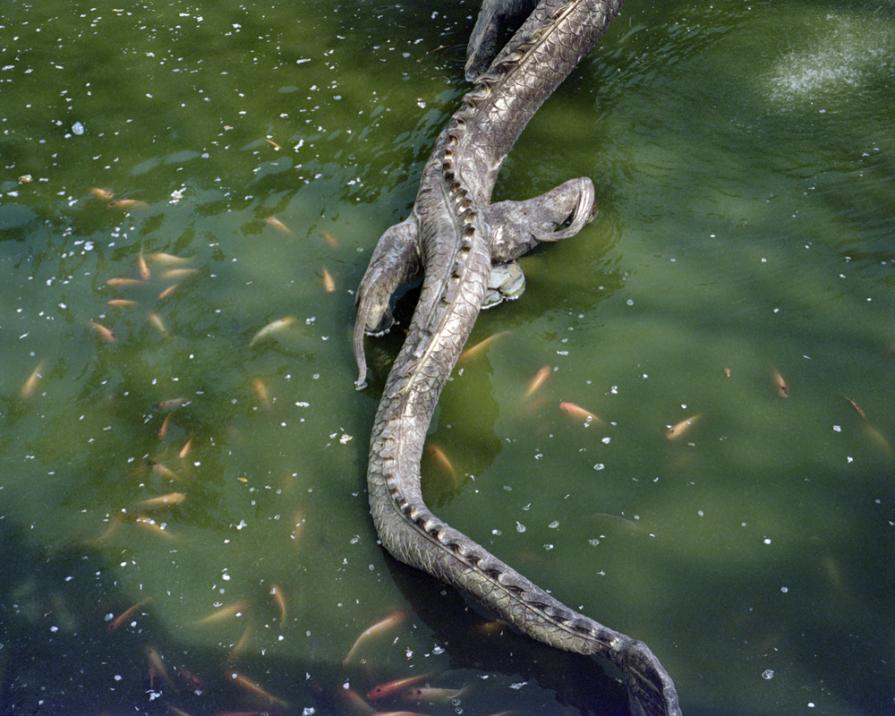 ANIMALSCAPE ANIMALSCAPE