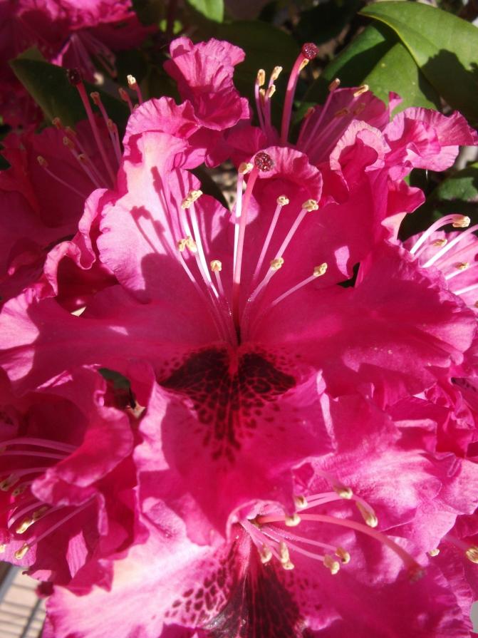 A VOLTE BASTA UN FIORE...