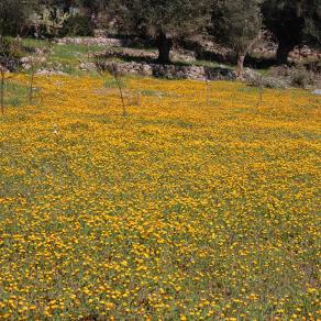 Campo di calendule