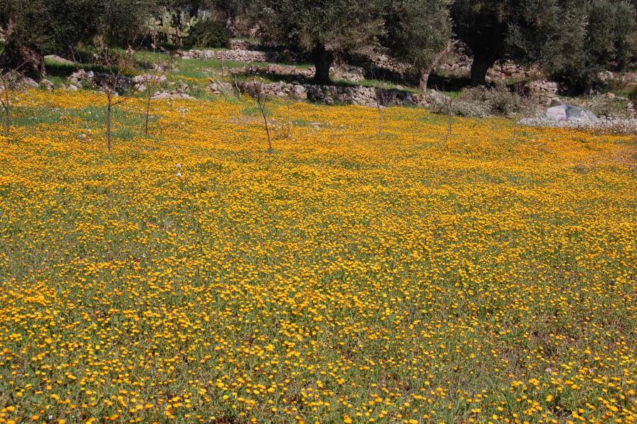 Campo di calendule