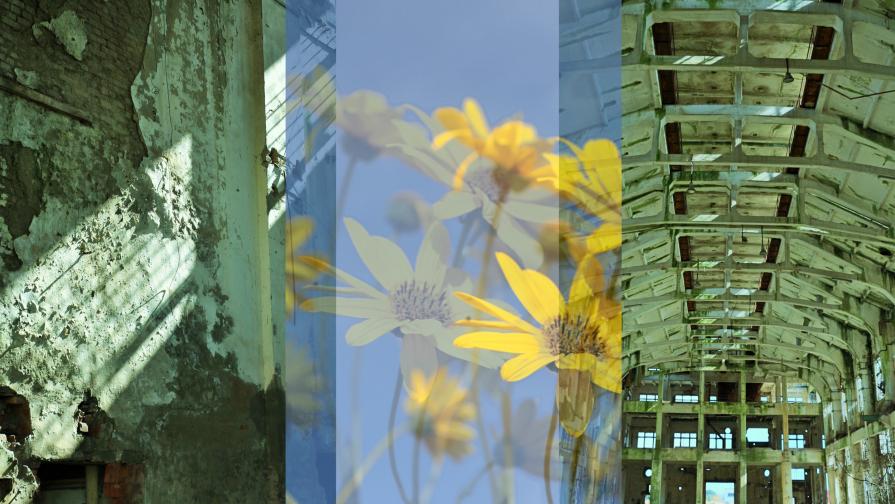 "....in quali lingue dovrebbe uno parlare per risanare il mondo? E davvero ci sono cinquanta parole per dire luce?"