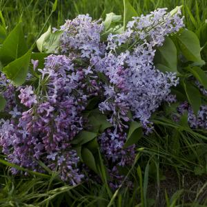 Le Fate coltivano Lillà