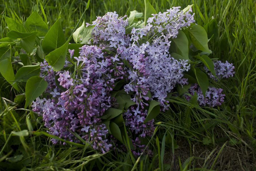 Le Fate coltivano Lillà