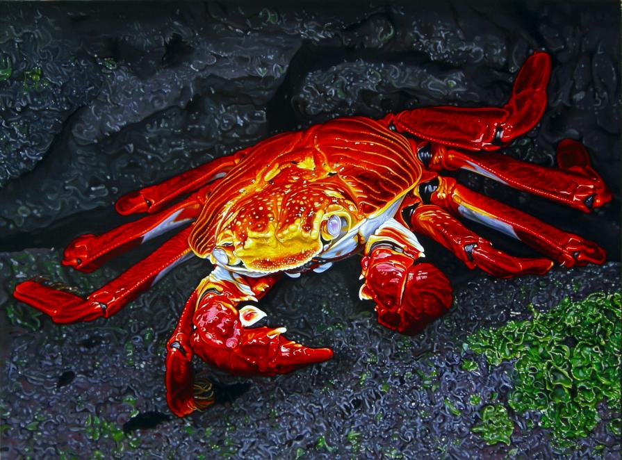 "SALLY LIGHTFOOT CRAB"