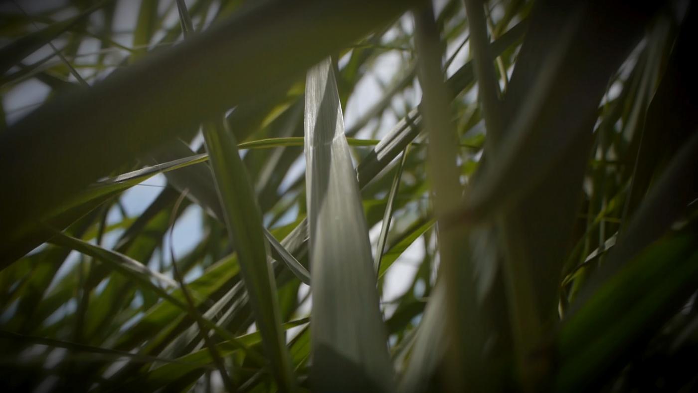 Oiseau de nuit in Vidéoformes