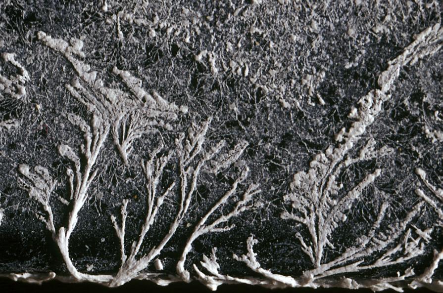 Naturalismo ancestrale