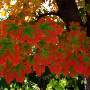 Nature's Brush Strokes