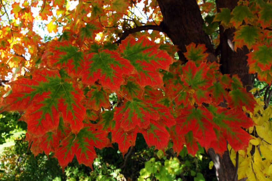 Nature's Brush Strokes