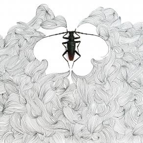 Chi può conoscere l'invisibile