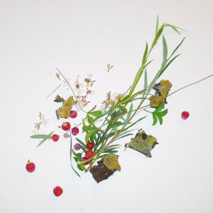 operetta vegetale operetta vegetale