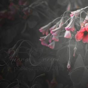 Mademoiselle Speranza