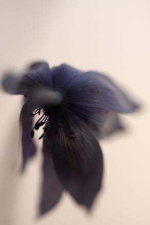 Saper sbocciare ancora