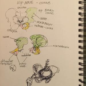 studies of pelvic area studies of pelvic area