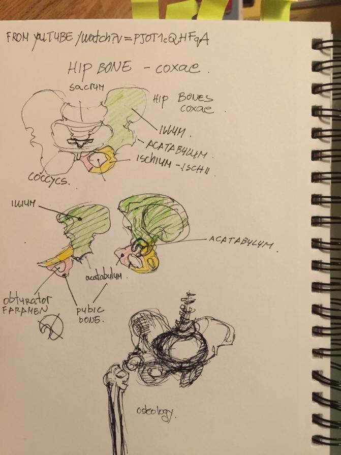 studies of pelvic area