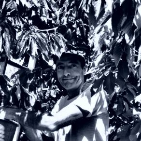 Il raccoglitore di ciliegie