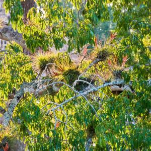 Honduras. limiti Honduras. limiti