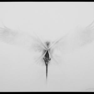 Massimiliano Galliani. Attraverso