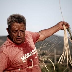 gold grain - Demetrio