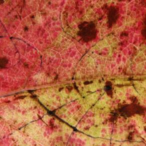 Territori Immaginati