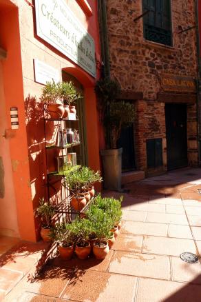 Les petits oliviers de Collioure