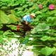 Il giardiniere di fiori di loto Il giardiniere di fiori di loto