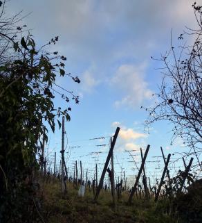 Vignes d'hiver