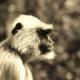 Langur B&W