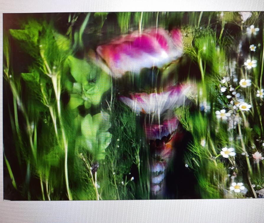 Campo di fiori ....finti..?