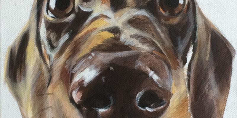 Pet portrait Pet portrait